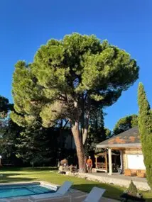 Tala y poda en Altura de árboles en Huesca y municipios